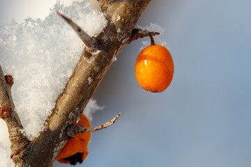 Snow rests on a thorny branch. Single orange berry hangs below. Another berry lies partially buried. © schankz