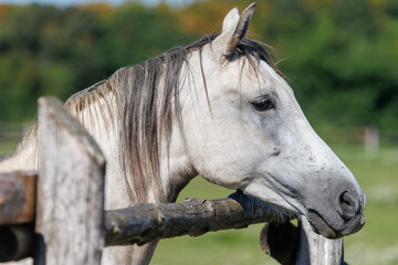 White horse with dark mane leans on wooden fence © schankz