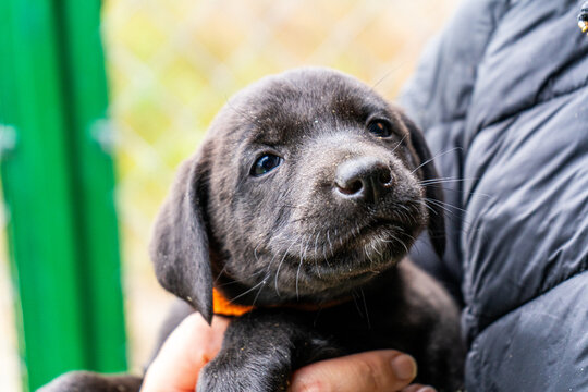 Puppy little black dog portrait animal pet. Adopting