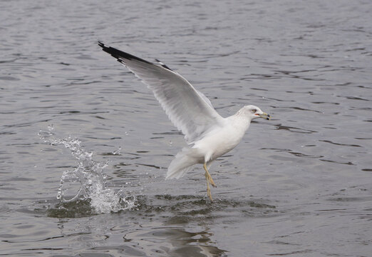 Ring-billed gull at Lake Tyler Marina In East Texas