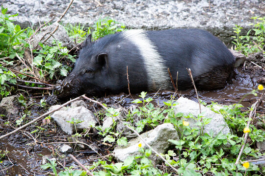 Wild pig with white shoulder stripe resting in muddy woodland stream among rocks, branches, and green plants, showing wet fur, natural habitat, and calm forest wildlife behavior