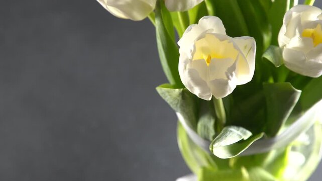 White tulips flowers. Floral bud. Tulip flower top view