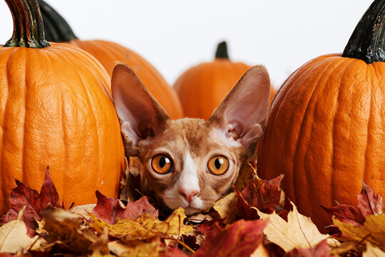 Devon Rex kitten peeking between pumpkins with autumn leaves, portrait on white background
