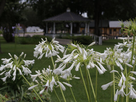 Flowers With Gazebo and at City Park in Frankston TX