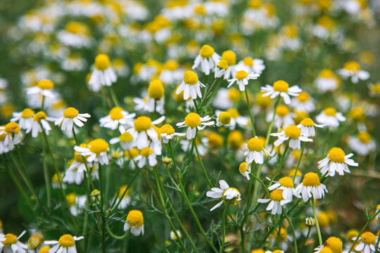 Common wild chamomile flowers growing naturally among green grass and vegetation in a meadow. Small white daisy-like blossoms with yellow centers in a natural outdoor setting, creating a fresh summer