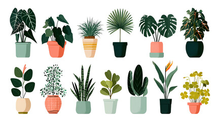 Obraz premium Trendy potted plant set for home with alocasia, begonia, fan palm, monstera, ficus, strelitzia, and oxalis, colored flat vector illustration isolated on white background