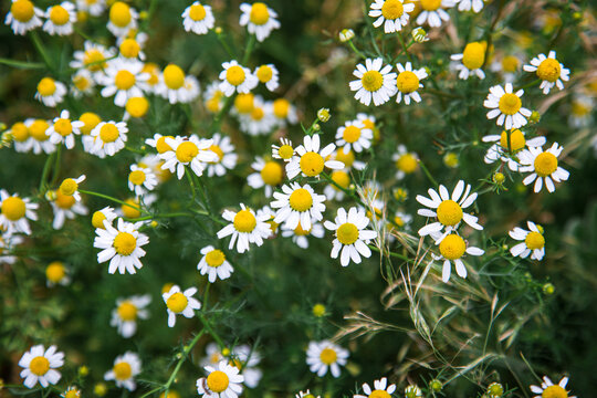 Common wild chamomile flowers growing naturally among green grass and vegetation in a meadow. Small white daisy-like blossoms with yellow centers in a natural outdoor setting, creating a fresh summer
