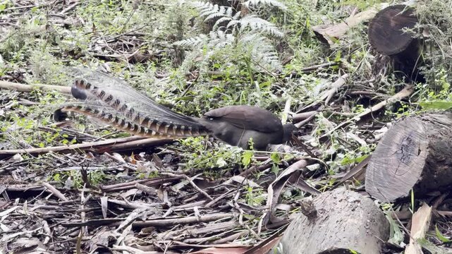 A male superb lyrebird, with his beautiful tail, scratches the ground in search of food, spotted on the Lyrebird Track, Dandenong Ranges National Park, near Melbourne, Australia.