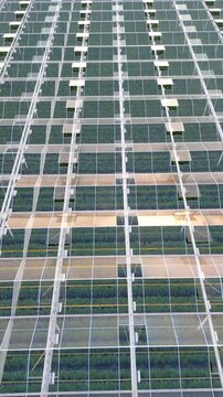 Vertical aerial footage of a modern industrial greenhouse complex. Flying over the glass roof reveals rows of green plants growing inside for food production.
