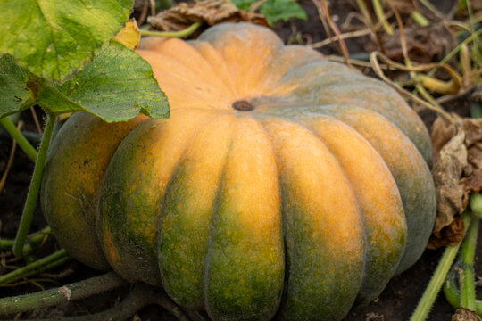 Large ripening green and orange pumpkin growing in a garden bed