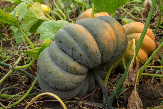 Unusual ribbed green pumpkin growing in the garden patch with other gourds