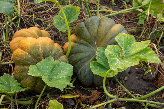Unripe pumpkins ripening on the vine in a rural garden patch
