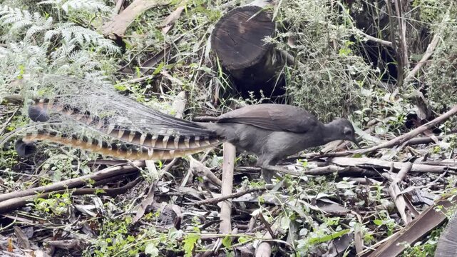 A male superb lyrebird, with his beautiful tail, scratches the ground in search of food, spotted on the Lyrebird Track, Dandenong Ranges National Park, near Melbourne, Australia.