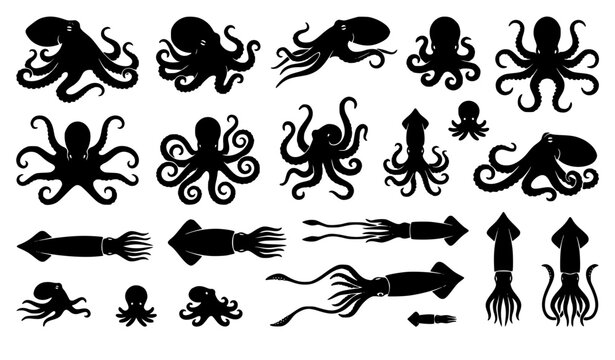 Octopus and squid anatomical silhouette specimen collection marine vector illustration