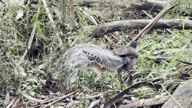 A male superb lyrebird, with his beautiful tail, scratches the ground in search of food, spotted on the Lyrebird Track, Dandenong Ranges National Park, near Melbourne, Australia.