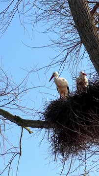 Two white storks in their nest high on a tree branch against a clear blue sky. A pair of birds returning during spring migration.