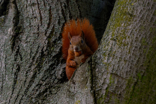 Squirrel in a Tree captured interacting naturally in an outdoor setting, in a natural environment, under daylight, with a natural mood, suitable for wildlife, conservation.