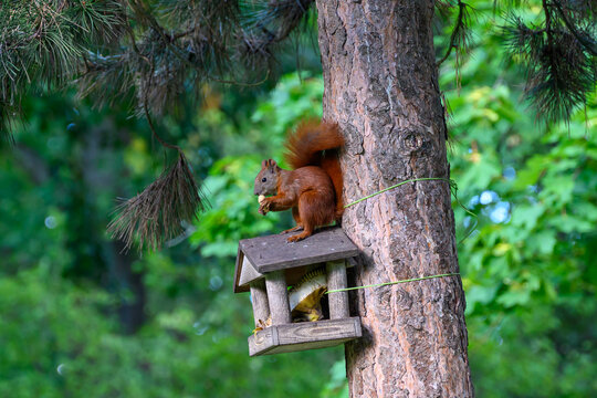 Squirrel in a Birdhouse captured interacting naturally in an outdoor setting, in a natural environment, under daylight, with a natural mood, suitable for wildlife, conservation.