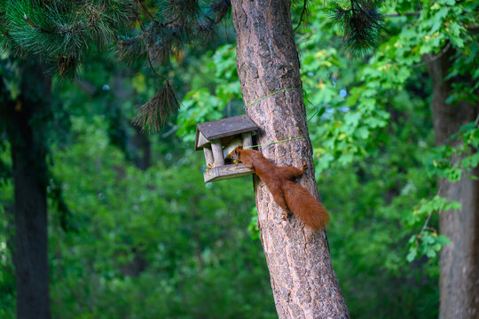 Wooden Birdhouse in Tree captured interacting naturally in an outdoor setting, in a natural environment, under daylight, with a natural mood, suitable for wildlife, conservation.