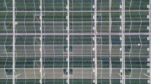 Aerial Top-Down Drone Footage Flying Over a Large Modern Greenhouse Structure with Green Plants Inside