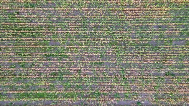 Aerial Drone Footage Lowering Over Rows of a Cornfield, Revealing Patterns and Crop Condition