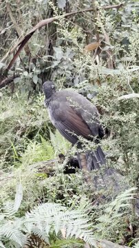 A male superb lyrebird, with his beautiful tail, scratches the ground in search of food, spotted on the Lyrebird Track, Dandenong Ranges National Park, near Melbourne, Australia.