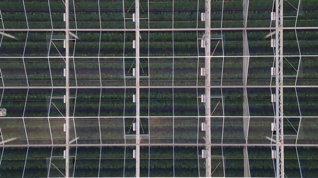 Aerial Top-Down Tracking Shot Over the Glass Roof of a Large Industrial Greenhouse