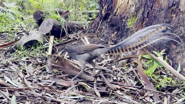 A male superb lyrebird, with his beautiful tail, scratches the ground in search of food, spotted on the Lyrebird Track, Dandenong Ranges National Park, near Melbourne, Australia.