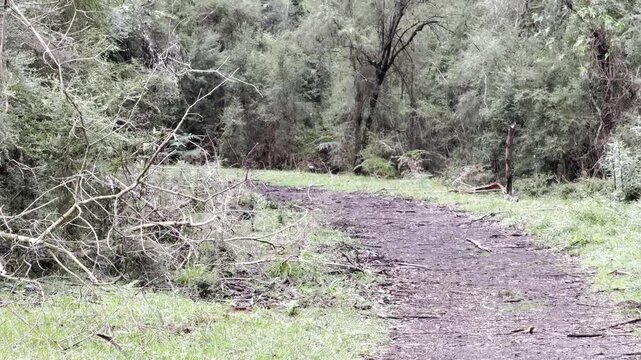 A male superb lyrebird runs along the Lyrebird Track, Dandenong Ranges National Park, near Melbourne, Victoria, Australia.