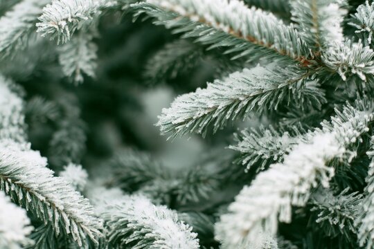 Snow-covered evergreen branches in a winter setting