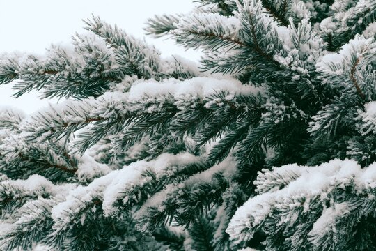 Snow covers the branches of a conifer tree in a winter landscape