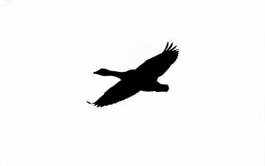 Obraz premium Silhouette of a wild goose flying solo high in the bright sky, creating a minimalist nature concept