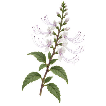 Wild Orthosiphon Arstatus Plants