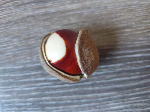 Opened Chestnut Seed in Natural Husk Close Up