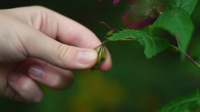 Hand gently touching an impatiens seed pod, triggering its explosive dehiscence and scattering seeds, illustrating nature's fascinating mechanism of seed dispersal and botanical wonder