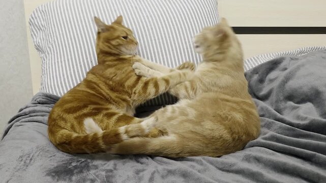 Two ginger tabby cats playing and fighting on a bed.