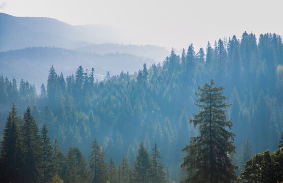 Atmospheric Carpathian mountain landscape with forest-covered slopes, spruce and other evergreen trees disappearing into soft morning or evening mist. Gentle natural light creates a peaceful, layered