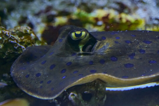 Close-up of a bluespotted ribbontail ray resting on the seabed, highlighting its yellow eye, spiracle and vivid blue spotted pattern