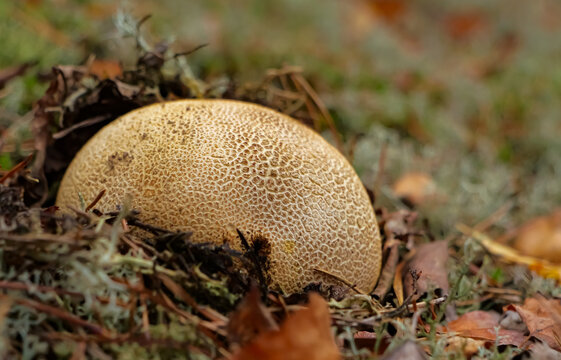 Common earthball fungus with a cracked, scaly surface growing among leaf litter, pine needles and lichen on an autumn forest floor