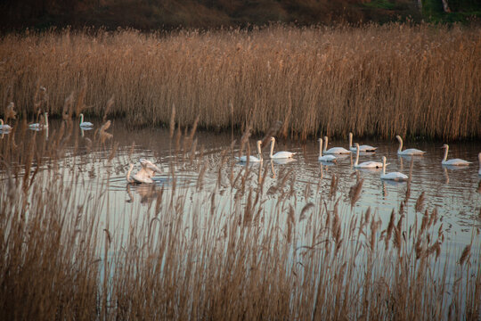 Beautiful white swans swimming on a calm pond at sunrise. Misty morning landscape.