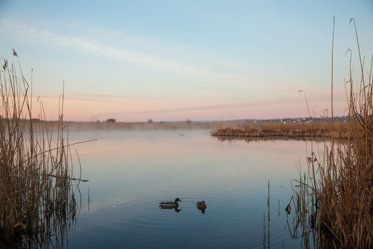 Two wild ducks swimming on a calm lake surrounded by tall reeds at dusk. Peaceful wetland landscape with still water, soft pastel sky and reflections, creating a tranquil natural atmosphere.