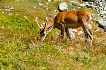 Cervus elaphus (Red deer) - A close-up of a young stag with small antlers grazing on the grass in a valley. © gubernat
