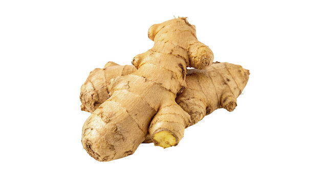 Fresh organic ginger root spicy culinary ingredient isolated on plain studio backdrop