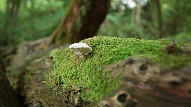 White bracket fungus grows from a moss-covered fallen log in a lush Norwegian woodland, with the background softly out of focus.