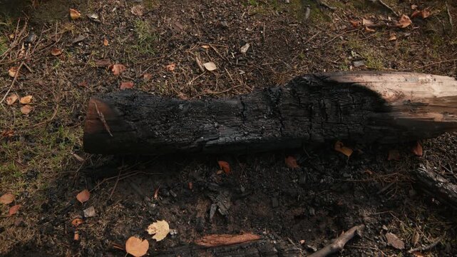 Blackened wood rests on a patch of ash-stained soil with scattered leaves and grass, evoking wildfire aftermath and environmental damage themes.