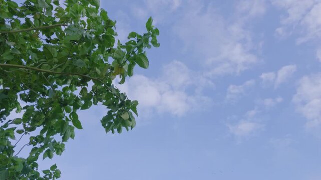Motion view shot of Indian agricultural village. Shoot by DJI Pocket 4p combo creator camera.