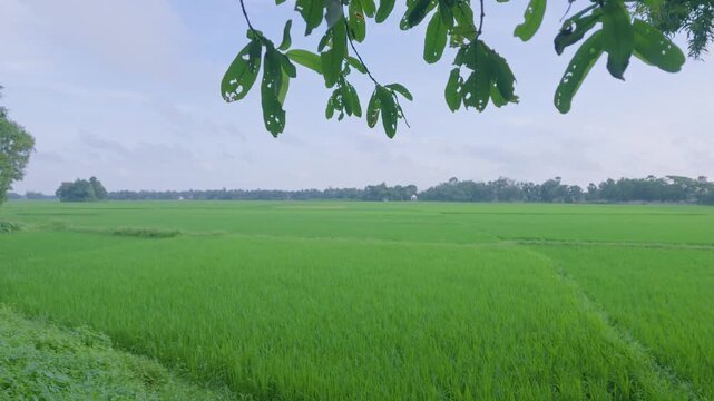 Motion view shot of Indian agricultural village. Shoot by DJI Pocket 4p combo creator camera.