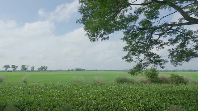 Motion view shot of Indian agricultural village. Shoot by DJI Pocket 4p combo creator camera.