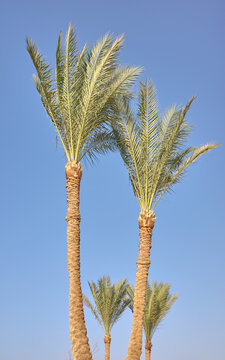 Date palms (Phoenix dactylifera) against a clear, blue sky.