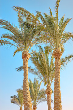 Date palms (Phoenix dactylifera) against a clear, blue sky.